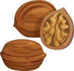 nut